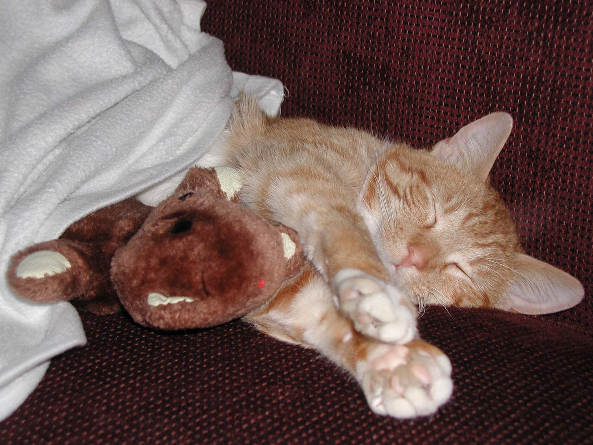 Cat with Teddy Bear